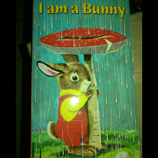 I am a bunny