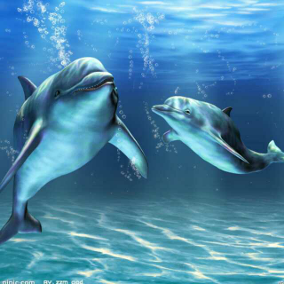 【可爱的动物】鲸和海豚长的很像，它们会在一起生下小宝宝吗？