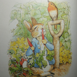 【小兔彼得和他的朋友们】小兔彼得的故事