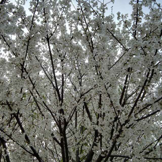 余秋雨《生命，是一树花开》