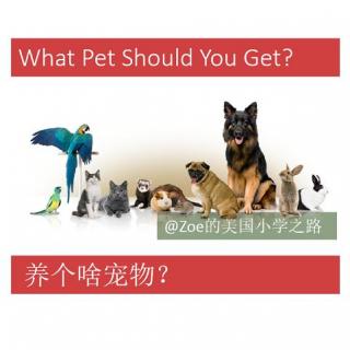 美国小学英语听力阅读 What Pet Should You Get?