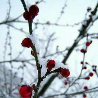 雪，思，恋—名甲