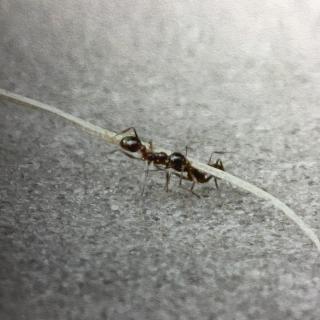 虫子旁007小蚁被枯枝砸伤了腰