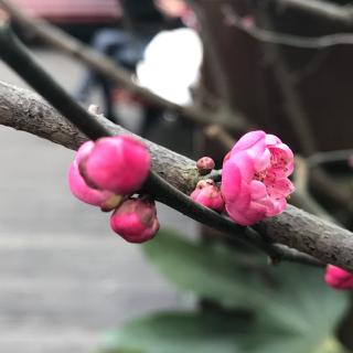 岁月从容，初心若雪（花又开）