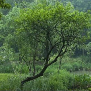 听雨————领航作品