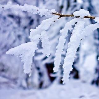 雪花在你的梦乡，绽放