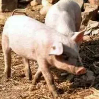猪🐷为什么喜欢用嘴巴拱泥呢？