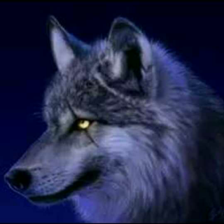 什么让狼的眼睛可以发光？