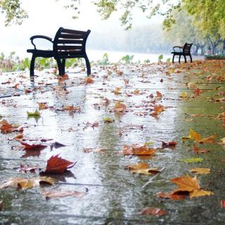 《秋雨，是一夜流泪的诗》