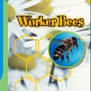 1/11 幼儿阅读Worker Bees