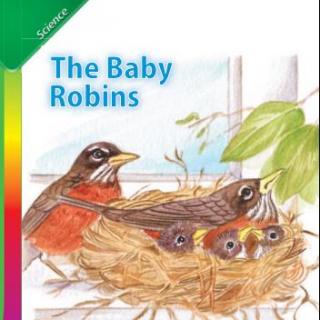 1/14少儿阅读The  baby  Robins