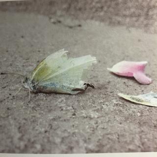 虫子旁012断翅的蝴蝶