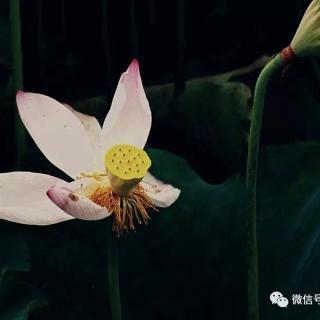 德育课本1——二十四礼：9荣绪拜经