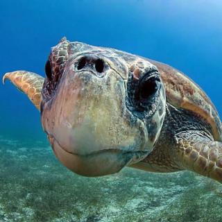 生活小百科：乌龟真的有万年的寿命吗？