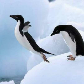 企鹅🐧为什么不可以飞翔？