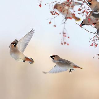 雪小禅《欢喜记》