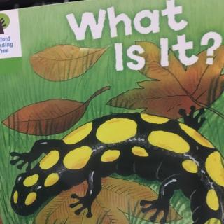 What is it-by Dora
