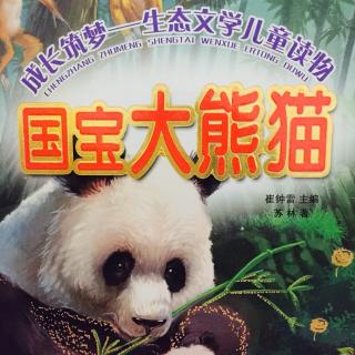 国宝大熊猫～6