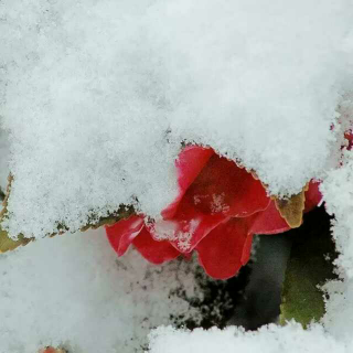 我愿做一朵雪花，在你的梦里飞扬