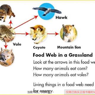 Science－Food Web(食物网)（主播：依依）