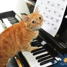 10-弹琴的小花猫