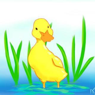 The little duck is beautiful, too.小鸭也漂亮！