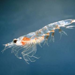 为什么说南极磷虾是未来食品？