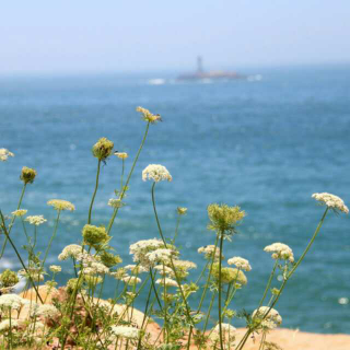 《面朝大海 春暖花开》1期微课