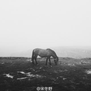 《飞鸟先生的信》  致宋东野