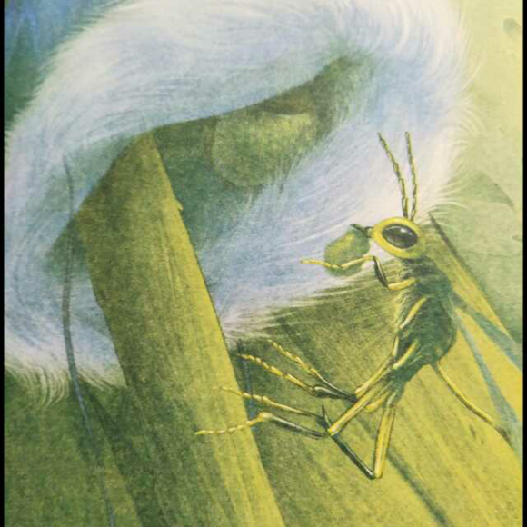 昆虫记—泥水匠蜂 2