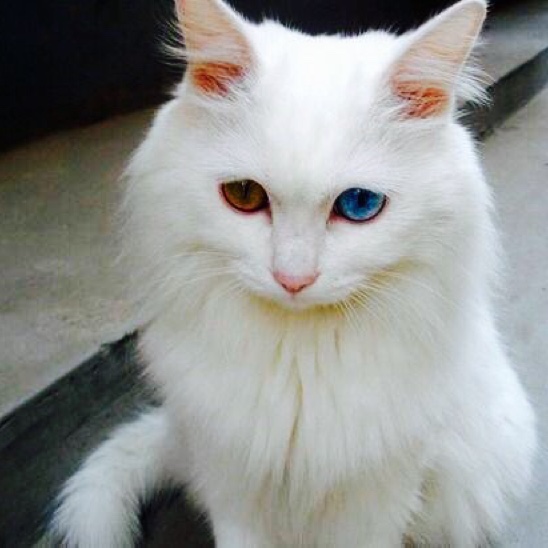 异瞳猫
