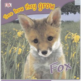 Day358-Fox