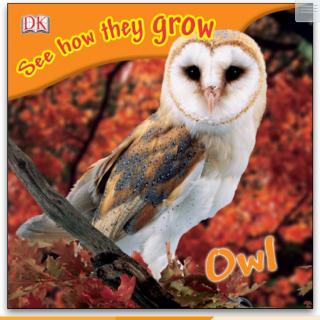 Day360-Owl