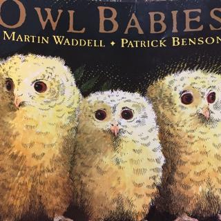 owl babies