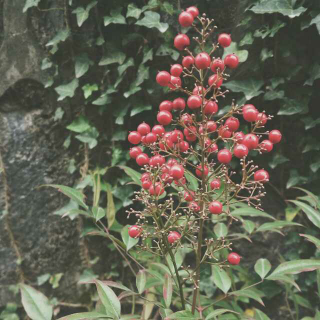 一首法语歌 Les filles d'aujourd'hui