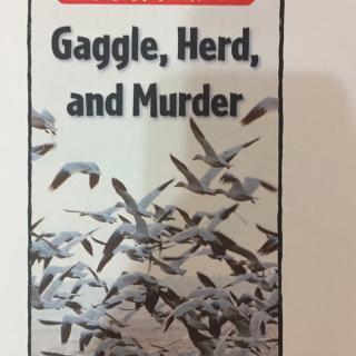 gaggle,herd,and murder(xenia)