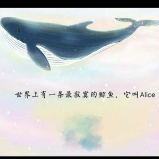 hey,你听说过一只叫作Alice的鲸鱼吗？