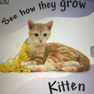 S2Day2-20170130-Kitten（See How they Grow）