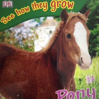 S2Day3-20170131-Pony（See How they Grow）