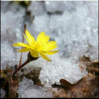 《我思念那朵小花》黄永玉