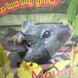 S2Day5-20170202-Mouse（See How they Grow）