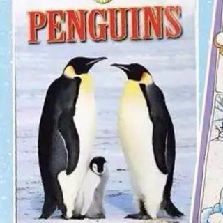 Penguins企鹅