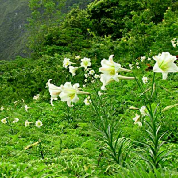 山谷里的百合花