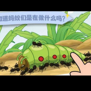 小蚂蚁和毛毛虫🐛