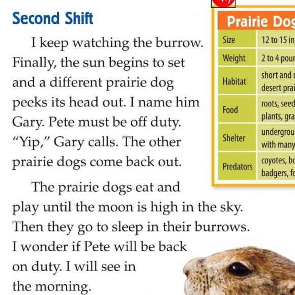 a prairie guard dog5
