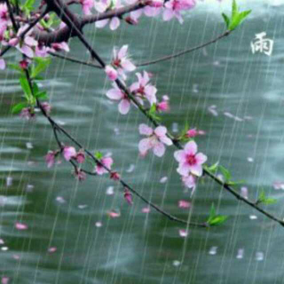 我是雨  孤雁