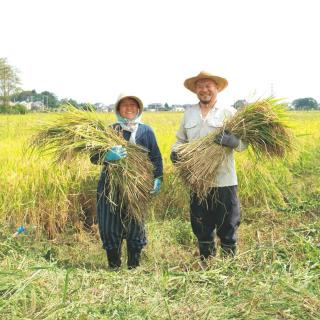 野间