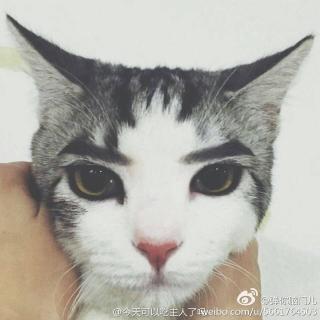 猫是怎么理解离别的