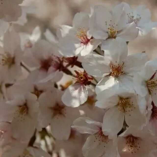 日本人的樱花情结 | 灿烂得心醉，飘零得心碎