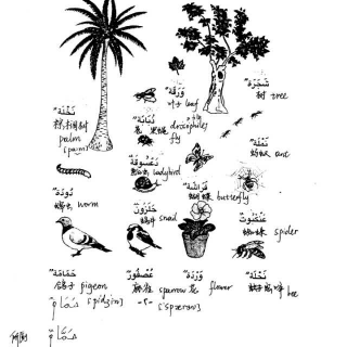 2017-2-11 植物，昆虫，鸟类